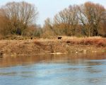 Een aantal bomen langs de plas zijn gekapt. De grotere markante bomen zullen niet worden gekapt en blijven langs de oever van de plas staan. (6-2-2009 - Jan Dolmans)