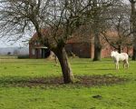 Dit beeld zal hier stilaan gaan verdwijnen. (28-2-2009 - Jan Dolmans)