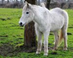 Straks zullen halfwilde familieleden zijn taak overnemen, voor hem is dan geen plaats meer in de nieuwe natuur. (28-2-2009 - Jan Dolmans)