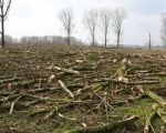 Op de plek waar de populieren hebben gestaan zal een hoogwatervluchtplaats voor de runderen en paarden die in het gebied gaan rondtrekken worden aangelegd. (28-2-2009 - Jan Dolmans)