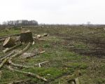 De kap van de populieren bij Herbricht is klaar, nu alleen nog de troep opruimen. (13-3-2009 - Jan Dolmans)