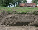 Een kolonie oeverzwaluwen, op zoek naar woonruimte, heeft een wand over een lengte van 100m die ontstaan was bij de oeververlaging in Herbricht, gekraakt. Deze ligt tegenover de monding van de Geul in de Maas. De aannemer heeft nu besloten deze wand te laten staan totdat alle jonge oeverzwaluwen zijn uitgevlogen. Op de achtergrond, boven de boerderij, ziet u de pas gemaakte uitzichttoren. (16-5-2009 - Jan Dolmans)