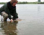 Ook de vissen zullen straks moeten gaan verhuizen als de graafmachines eraan komen. Tot die tijd kunnen ze nog in alle vrijheid rondzwemmen. (6-6-2009 - Jan Dolmans)