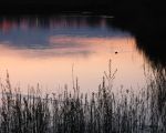 Een meerkoet bij het vallen van de avond op het grindgat te Itteren. (7-4-2007 - Jan Dolmans)