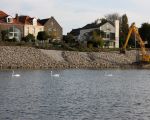 De zwanen trekken zich niets aan van al dat geraas op de oever. (19-10-2009 - Jan Dolmans)