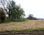 De bomen die nog langs de Maas in Itteren staan worden nu al gekapt omdat in 2010 hier de stroomgeulverbreding gaat beginnen. (11-11-2009 - Jan Dolmans)