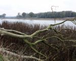Deze noteboom stond al sinds mensenheugenis langs de Maas. Aan de overzijde van de Maas ligt Hochter Bampd. (11-11-2009 - Jan Dolmans)