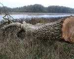 Ook deze gevelde noteboom heeft menig hoogwater meegemaakt. (11-11-2009 - Jan Dolmans)