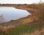 Opgeschoten wilgen rondom de grindplas vormen een mooie achtergrond maar worden gekapt omdat deze plas binnen de stroomgeulverbreding valt en derhalve zal worden afgegraven. (30-11-2009 - Jan Dolmans)