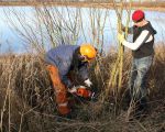 Jarenlang heeft Rijkswaterstaat in het verleden alle begroeiing rondom de grindplas verwijderd. Nu was er eindelijk in de laatste jaren een beetje begroeing ontstaan, moet ze al weer worden gekapt in het kader van de aanpak van de Grensmaas. (30-11-2009 - Jan Dolmans)