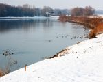 Winters landschap langs de Maas met veel watervogels die zich hier verzamelen omdat veel plassen waren dichtgevroren. De bomen langs de Maas aan de rechterkant zullen binnen enkele weken worden verwijderd omdat de oever zal worden afgegraven voor de stroomgeulverbreding.
De nieuwe oever zal ongeveer 600m landinwaarts komen te liggen. 
 (7-1-2009 - Jan Dolmans)