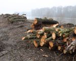 De takken van de laatste bomen langs de Maas liggen netjes opgestapeld. (7-2-2010 - Jan Dolmans)