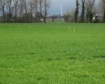 Op de achtergrond de windmolens in Lanaken. Aan de hand van de paaltjes is te zien hoe de werkweg naar Borgharen gaat lopen. (3-4-2010 - Han Hamakers)