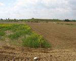 De paaltjes geven de westelijke begrenzing aan van de dekgrondberging. Rechts van de paaltjes blijft onvergraven. Op de achtgrond het gronddepot met uitzichtspunt. Links een voorbeeld van de nieuwe natuur. (16-5-2010 - Han Hamakers)