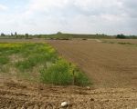 De paaltjes geven de westelijke begrenzing aan van de dekgrondberging. Rechts van de paaltjes blijft onvergraven. Op de achtgrond het gronddepot met uitzichtspunt. Links een voorbeeld van de nieuwe natuur. (16-5-2010 - Han Hamakers)