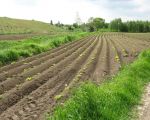 De ontgrindingen gaan verder maar ook het leven gaat verder. De boeren blijven er voor zorgen dat we in ieder geval te eten hebben. (16-5-2010 - Han Hamakers)