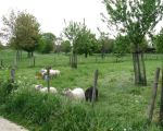 Stukje onvergraven natuur binnen de kades met hoogstambomen aangeplant op initiatief van de Dorpsraad samen met bewoners van Itteren en het IKL.
Dat is dus niet de natuur die Staatsbosbeheer wil aanleggen maar wel de natuur die het merendeel van de inwoners van Nederland en zeker die van Itteren willen hebben. Kijk maar eens op www.nederlandweermooi.nl  (16-5-2010 - Han Hamakers)