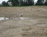 De eerste vogels hebben de nieuwe plas al ontdekt. (22-8-2010 - Han Hamakers)