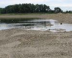 De ganzen zwemmen al vrolijk rond. Op de achtergrond de bomen langs de Geul vlakbij de monding van de Geul in de Maas. (22-8-2010 - Han Hamakers)