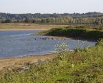 Het gaat snel met de nieuwe natuur, de nijlganzen en aalscholvers vinden het allemaal best.  (24-10-2010 - Jan Dolmans)