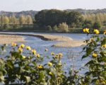 De Belgen hebben het begrepen, in de Maas hebben zij extra grindeilanden aangelegd die het geheel een meer natuurlijk aanzien geven. Nu de 'Hollenders' nog.   (24-10-2010 - Jan Dolmans)