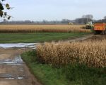 Voor de mais wordt het nu toch wel tijd. We wisten toen nog niet dat we slechts 2 dagen later werden verrast door de Maas die, als gevolg van extreme regenval in BelgiÃ«, buiten haar oevers trad en de hele zaak onder water zette.  (12-11-2010 - Jan Dolmans)