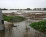 De grenspaal in Herbricht heeft het ook niet droog gehouden. De Maas voert nu veel rommel af dat in afgelopen tijd in de oevers is gegooid en laat dit verder stroomafwaarts in de weilanden weer achter. Aan de overkant van de Maas ziet u in de verte de voorraad kiezel liggen met de verwerkingsinstallaties. 
  (14-11-2010 - Jan Dolmans)