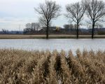 Om deze mais nog te oogsten moet het wel enkele weken droog zijn. De machines kunnen het land niet op. Achterdoor de extra voorraad kiezel in de stroomgeulverbreding.  (14-11-2010 - Jan Dolmans)