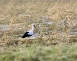 Deze ooievaar gaat voor een snelle snack nu de mollen en muizen door het wassende water bovengronds worden gejaagd.  (9-1-2011 - Jan Dolmans)