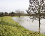 Dit is de dijk die voor de sportvelden doorloopt, het water staat pas aan de voet van de dijk.  (9-1-2011 - Jan Dolmans)