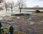 Bij hoogwater verzamelt zich alle denkbare troep in de tuinen en weilanden die langs de Maas liggen.  (9-1-2011 - Jan Dolmans)