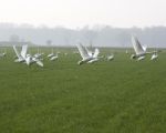 Er zat nog een grote groep zwanen op de akkers, wel zo'n 90 stuks.  (2-3-2011 - Jan Dolmans)