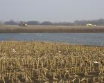 Het grintgat is al bereikt door de graafmachines.   (2-3-2011 - Jan Dolmans)