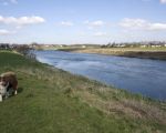 Binnen enkele weken wordt aan de zuidzijde van Borgharen gestart met de rivierverruiming. De oever, rechts op de foto, komt zo'n 6m lager te liggen op het nivo van de bodem van de Maas en zal zo diep worden afgegraven tot ongeveer 100m voor de dijk.  (19-3-2011 - Jan Dolmans)