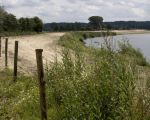 Een groot gedeelte van de afrastering langs de Maas tussen Hochter Bampd en Herbricht is al klaar. De runderen die momenteel in Hochter Bampd lopen kunnen nu ook via de afgerasterde oever van de Maas naar Herbricht toe lopen waardoor deze gebieden met elkaar verbonden zijn en Ã©Ã©n natuurgebied vormen.  (7-7-2011 - Jan Dolmans)