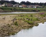 Midden in de Maas is een eiland ontstaan door de afgravingen, nu het bouwvakvakantie is, en dus rustig, worden de eilanden bevolkt door diverse watervogels. Op de foto zit een aantal Canadese ganzen uit te rusten van het fourageren op de omliggende, inmiddels braakligggende graanakkers. Bovenaan de foto is, aan de Belgische kant van de Maas bij Smeermaas, een graafmachine bezig met het afwerken van de oeverversteviging langs de Maas.  (5-8-2011 - Jan Dolmans)