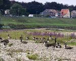 De populatie overzomerende ganzen is de laatste jaren sterk toegenomen. Op de foto Canadese ganzen die, naast Nijlganzen, als exoot worden beschouwd. De overheid is met plannen bezig om de steeds verder uitdijende ganzenpopulatie die het gehele jaar in ons land verblijft een halt toe te roepen.  (5-8-2011 - Jan Dolmans)