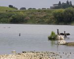 Aalscholvers midden in de Maas zijn vleugels aan het drogen. Door de lage waterstand liggen diverse grote stenen in de Maas droog en vormen zo uitstekende rustplaatsen voor de watervogels.  (5-8-2011 - Jan Dolmans)