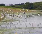 Een vlucht ...............meeuwen.  (5-8-2011 - Jan Dolmans)