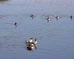 Canadese ganzen op de Maas. De grootste in Europa voorkomende gans. Was de gans 30-40 jaar geleden nog een zeldzame wintergast, tegenwoordig verblijft de gans het hele jaar door in ons land. Het aantal Canadese ganzen is de laatste jaren sterk toegenomen, evenals de Nijlgans.   (31-8-2011 - Jan Dolmans)