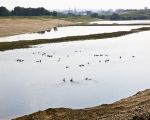 Zicht op de Maas vanaf Smeermaas in zuid-oostelijke richting met een grinteiland in het midden van de Maas. Op de voorgrond Canadese ganzen. (31-8-2011 - Jan Dolmans)