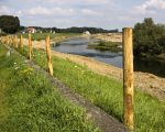 Langs de Maas vanaf Herbricht tot aan de grensovergang bij Smeermaas is een aaneengesloten natuurgebied gemaakt, voorzien van een afrastering.
Op de foto staat de afrastering langs de Maasdijk in Smeermaas.  (31-8-2011 - Jan Dolmans)