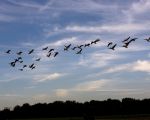 Canadese ganzen in de avondschemering. Het is elke ochtend en avond weer een belevenis als grote groepen ganzen laag over de huizen trekken van en naar hun slaapplaatsen nabij Hoeve Hartelstein.  (20-8-2011 - Jan Dolmans)