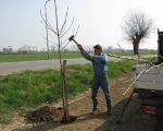 Het planten van de eerste boom ter verfraaing van het nieuwe fietspad tussen Borgharen en Itteren. In het najaar volgt een nieuwe reeks. Deze keer wordt e.e.a. in verband met het late tijdstip in het seizoen beperkt tot de aanplant van een drietal essen op de grens  van de voormalige gemeenten Itteren en Borgharen. De officiÃ©le opening van het fietspad zal plaatsvinden op 20 april 2012. (3-4-2012 - Han Hamakers)