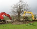 De oude boom is verplaatst. grond bij vullen en hopelijk heeft hij de ingreep overleefd. (12-4-2012 - Han Hamakers)