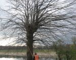 Jo Grouwels probeert de boom waterpas te krijgen. (12-4-2012 - Han Hamakers)