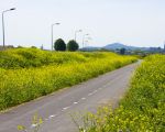 Het koolzaad langs het fietspad bloeit uitbundig. Een lust voor het oog.  (25-5-2012 - Jan Dolmans)