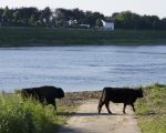 Waar eens fietsers over het fietspad langs de Maas reden steken nu de galloway runderen over.  (26-5-2012 - Jan Dolmans)