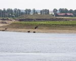 De galloway's zijn hun omgeving aan het verkennen. Hier zijn ze ter hoogte van het eiland Daal aan het pootje baden. Jammer dat er niet enkele bomen in het gebied staan waar ze lekker onder kunnen gaan liggen om enigzins af te koelen als de zon op zijn heetst is.  In de Hochter Bampd hebben ze gelukkig wel een aantal bomen laten staan en op warme dagen zie je de gallowa's dan ook in de schaduw liggen.  (27-5-2012 - Jan Dolmans)