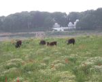 De Galloways op het eiland Daal. Het eiland Daal betreft een stuk onvergraven gebied in de stroomgeulverbreding. Dit stukje is onaangetast gebleven omdat hier nog resten liggen uit de Romeinse tijd. Goed te zien is hoe de natuur zich hier al heeft ontwikkeld. De Galloways komen niets tekort. (1-6-2012 - Han Hamakers)